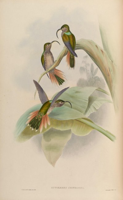 Eutoxeres condamini door John Gould